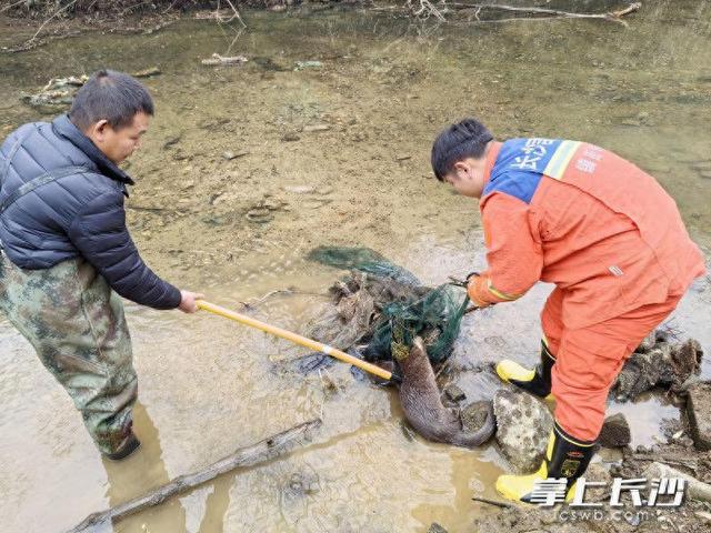 水獭被困，长沙“火焰蓝”成功解救