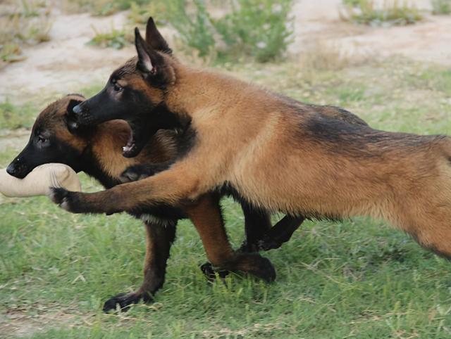 饲养马犬时，6大禁忌不能犯