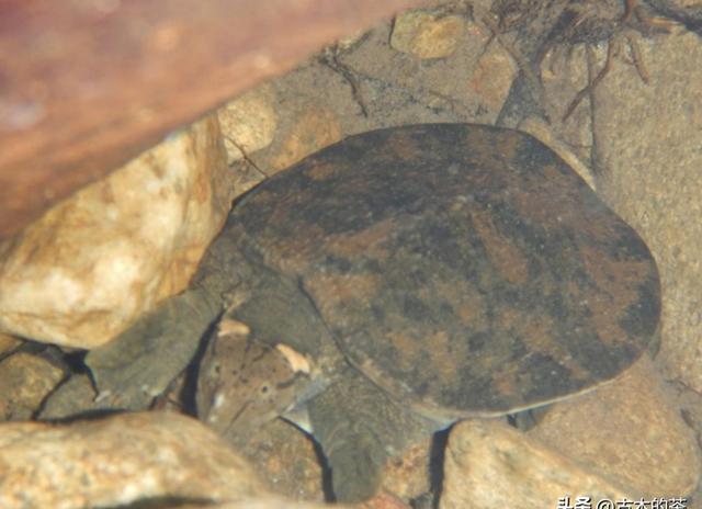 魅力山瑞鳖：生物学揭秘与养殖秘籍