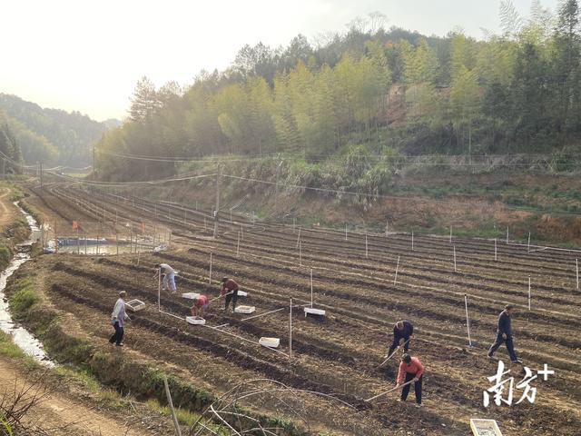 梅州蕉岭：强头雁“蚓”出致富路，小地龙“钻”活闲耕地