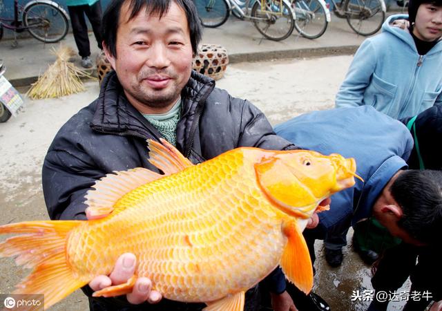 辟谣｜钓获的金鱼和锦鲤能吃吗？比鲫鱼美味还入药？真相在这里