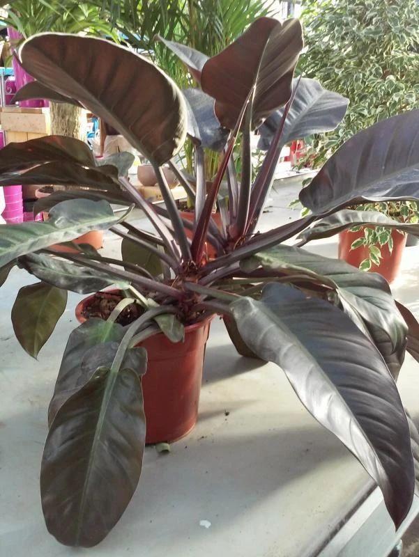 名字特别霸气的红帝王盆栽，在阴凉的地方也能养，叶子特别大