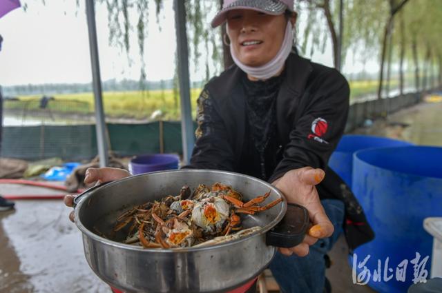 河北唐山：稻香蟹肥正当时 助民增收产业兴