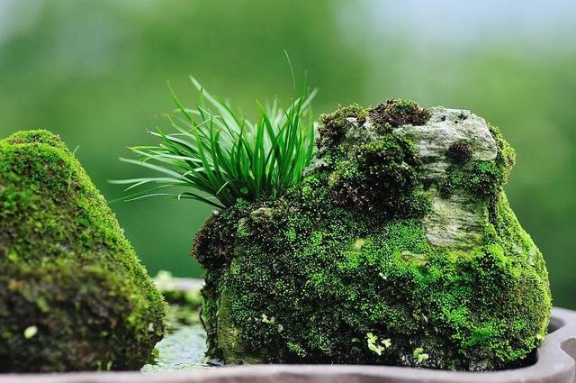 植株矮小的香菖蒲盆景，灌泥土、渍清水、置盆中，数十年不枯