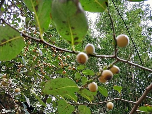 种植黑枣，生长期间注意刺蛾洋辣子，做好科学防治四季管理