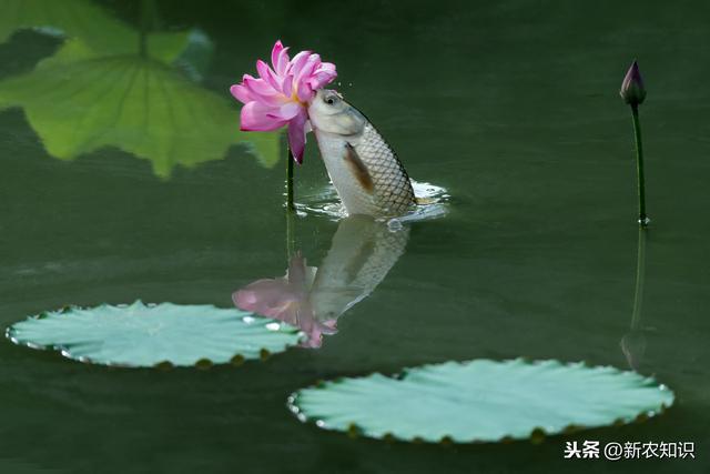 草鱼养殖新技术，如何进行日常管理，草鱼常见疾病的防治方法