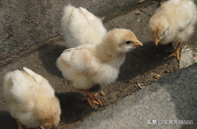 怎样饲养竹丝鸡雏鸡？雏鸡开口用什么？