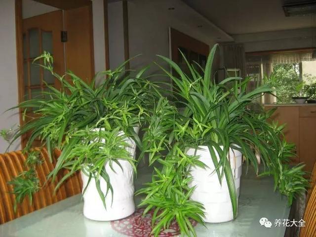 养花30年老花农教你3招，把绿萝吊兰养成瀑布！