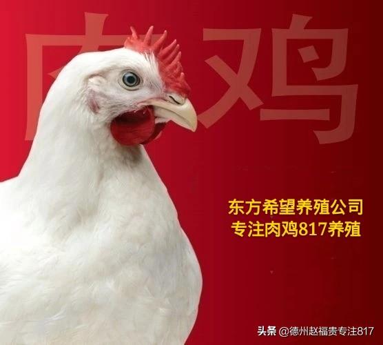 817肉鸡笼养技术要点