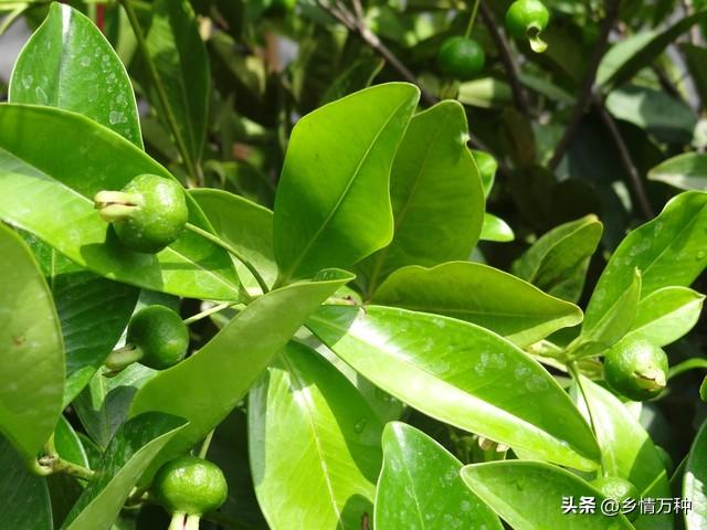 想要家里常年水果不断？探秘四季果树种植妙招！