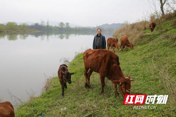 麻阳张绍元：湘西黄牛养得欢