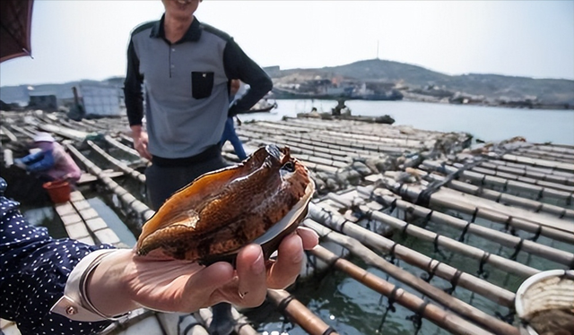 鲍鱼养殖：寡糖型海带发酵饲料的制备，能否降低鲍鱼的病害问题？