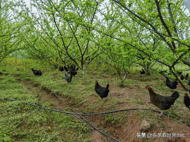 重庆“铜梁黑鸡”开建西南地区单体养殖规模最大的林下养殖园区