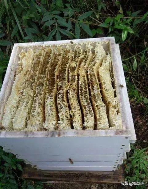 格子箱养蜂，取蜜后箱圈如何增加？气候和蜜蜂数量是关键