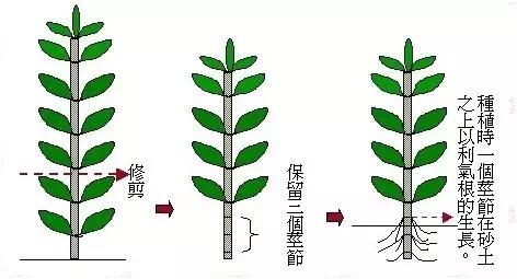 常见水草指南（2）——绿宫廷