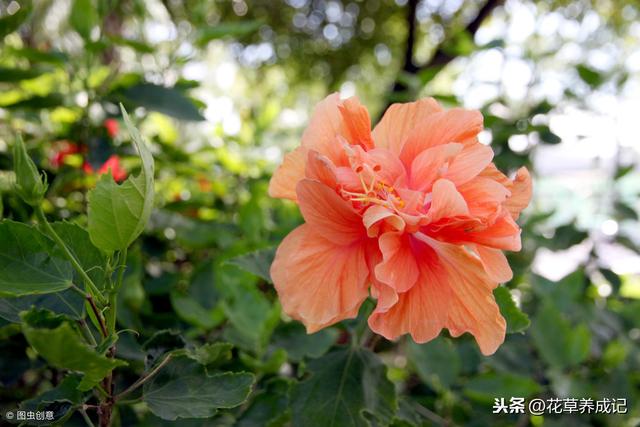 盆栽芙蓉怎么养？芙蓉花养殖方法和注意事项