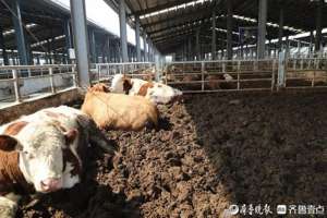 肉牛养殖户(肉牛住进了“高档小区”，滨州阳信标准化养殖示范区来了)