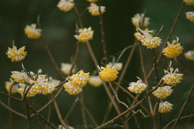 结香花是怎么养成的？学会几个小妙招， 锦簇花球永结香