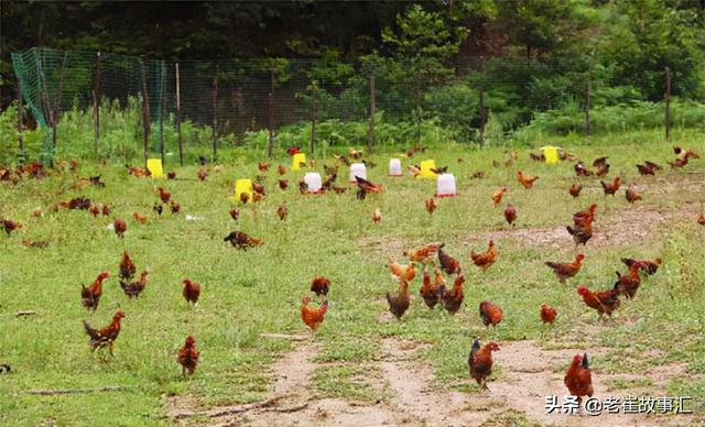 湖南村民家中发生怪事，46只野鸡惨遭袭击，罪魁祸首竟是赤狐？