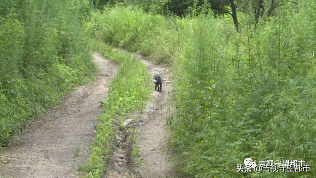 一群狐狸“组团”进村，没人招呼自己进屋…