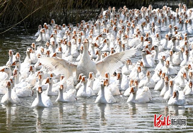 河北邯郸：林下致富养大鹅