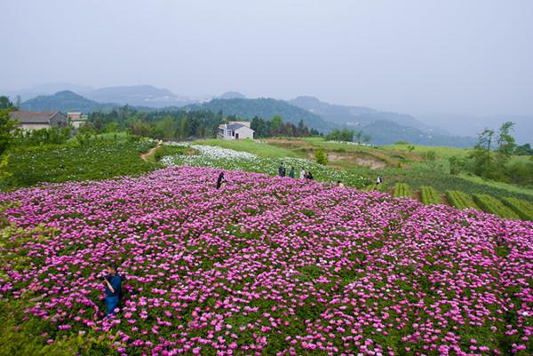 德阳这四个美丽的小村庄竟得到了全省关注 你想当村里人吗？