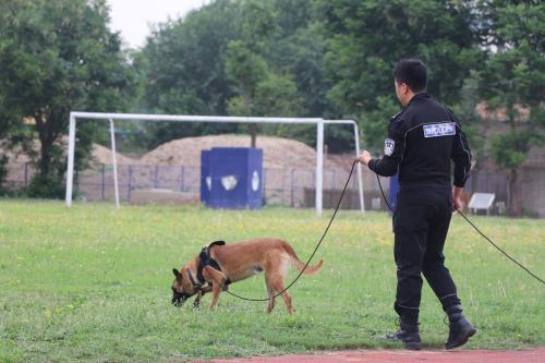 无言的战友！实地探访北京市公安局警犬基地