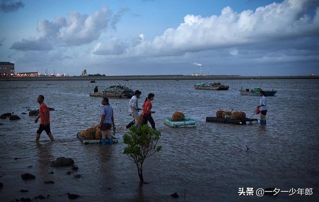 傍晚赶海，“巧遇”渔民海里放海螺，原来海螺是这样养殖的