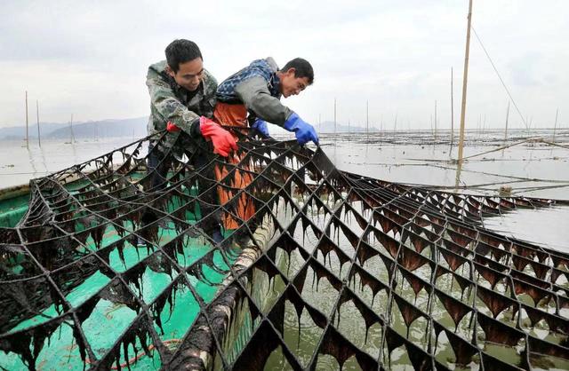 主动压缩紫菜近海养殖规模9万亩，看“中国紫菜之都”连云港的退与进