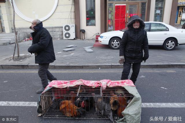 散养鸡致富秘籍：土鸡的十个销售方法