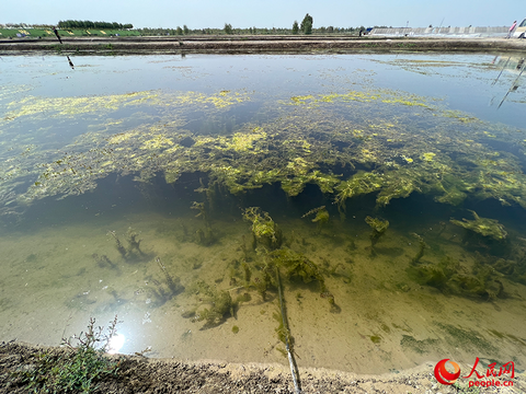 沿着河湖看新疆丨大漠荒滩育“澳龙”——探秘麦盖提澳龙养殖基地