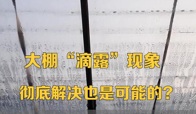 冬季大棚种植，常遇到薄膜“滴露”现象，引发病害，该如何解决？