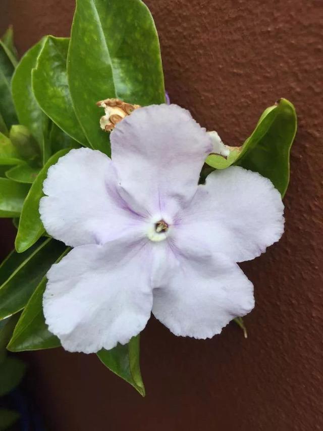 盆栽鸳鸯茉莉养护指南，避免黄叶和不开花，做好几点就足够