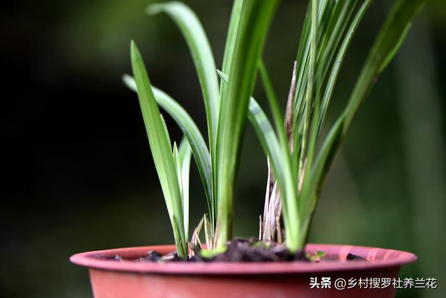 新手种植兰花要知道，兰花施肥6禁忌不要犯，核心技巧其实很简单