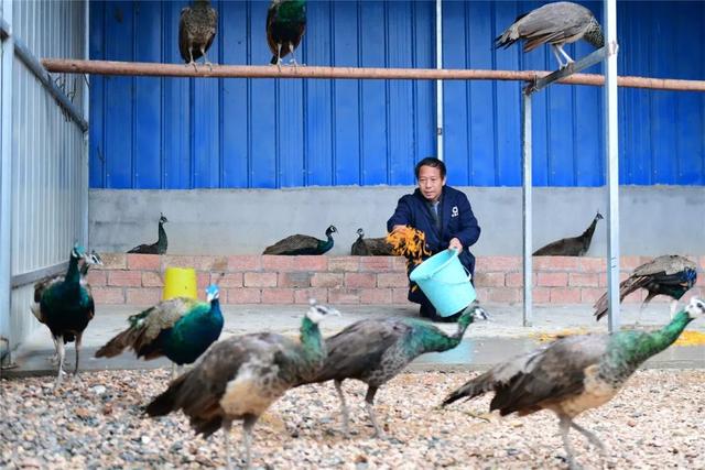 浏阳有个孔雀养殖场 一年卖蓝孔雀上千只 价格不便宜