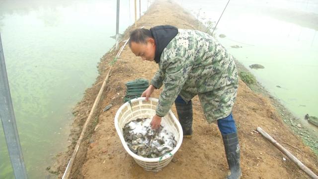 创富新发现：体质强健生长快，台湾泥鳅效益红火