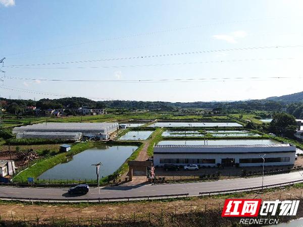 视频丨湘潭“澳洲龙虾”陆续上市 莲（稻）虾综合种养助力农民增收