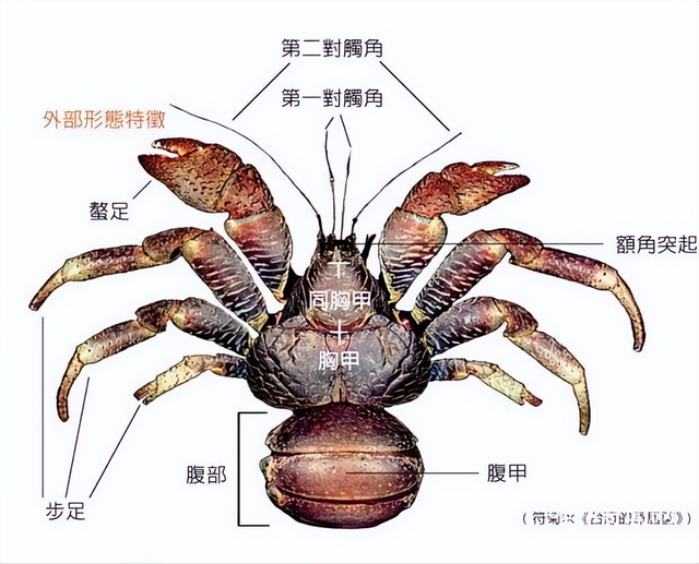 会爬树的螃蟹哎！你懂吗？中国海南三亚也有哦