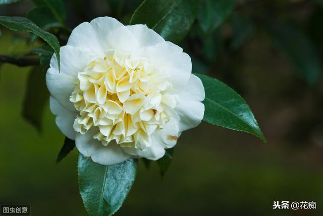 冬季养茶花，记住这几点，花大色艳开满枝