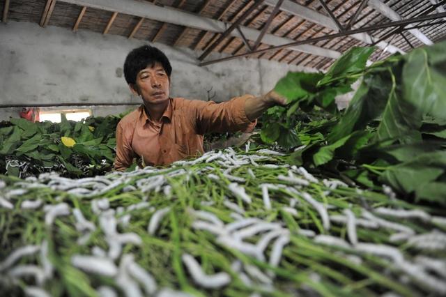 家蚕养殖如何提高蚕茧产量？6项大蚕的饲养技术可供蚕农参考