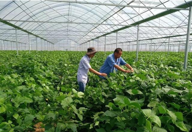 沭阳农民60亩田种豆得豆虫一亩收入超6000，买房买车不简单，啥样