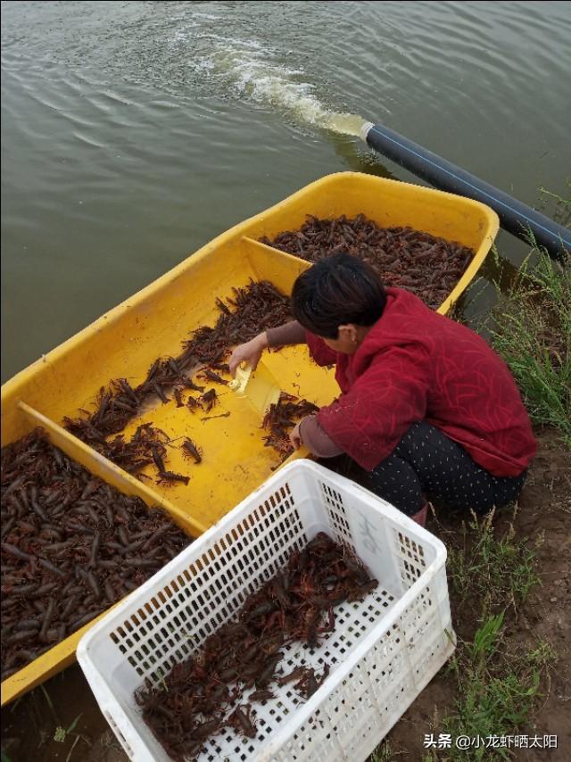 为什么说伊乐藻是养殖小龙虾的最好的水草？他有哪些优点？