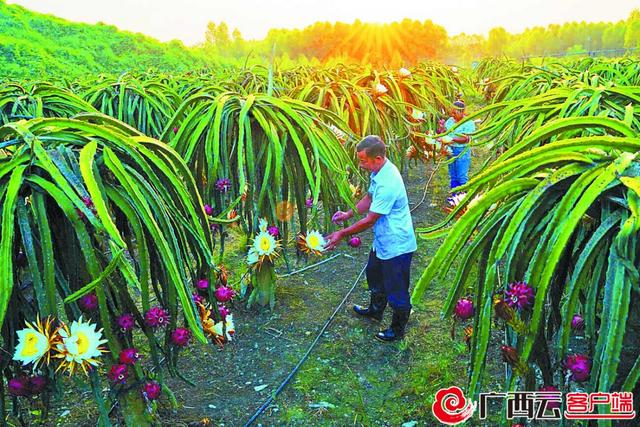 组图｜广西各地特色种养殖喜迎丰收