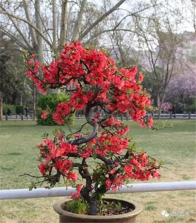 贴梗海棠的种植方法，只要做好这几点，它就能开出好看的花