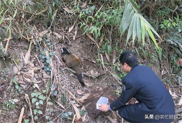 冬季常下山，农民见了都不碰，却有人投入养殖，一斤上百元