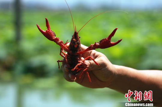 “网红”小龙虾引进广西农田养殖 虾农捞虾忙