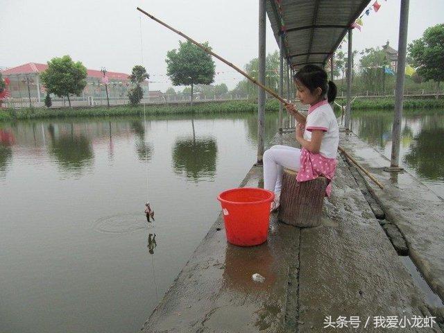 野生龙虾不生病，家养的就娇贵了，容易生病死亡，真相到底是什么