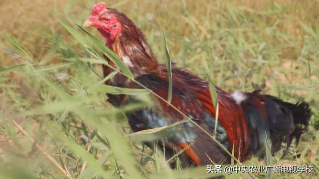 【田间示范秀】从擂台走向餐桌的斗鸡