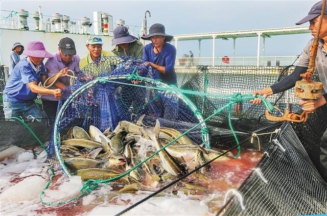 海南省首座深远海智能养殖旅游平台迎来收获季节