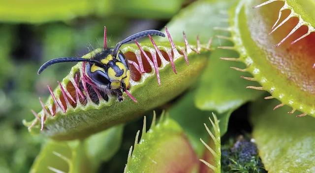长相最特别的食肉植物，捕蝇草要怎么养才能长更好？